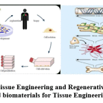 Figure 13: Tissue Engineering and Regenerative medicine and biomaterials for Tissue Engineering.
