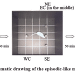 Figure 7: Schematic drawing of the episodic-like memory test.