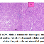 Figure 1a and b: NC-Male & Female: the histological architecture of liver sections of healthy rats showed normal cellular architecture with distinct hepatic cells and sinusoidal space.