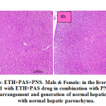 Figure 8a and b: ETH+PAS+PNS- Male & Female: in the liver section of the rats intoxicated with ETH+PAS drug in combination with PNS, there was rearrangement and generation of normal hepatic cells with normal hepatic parenchyma.