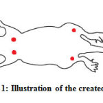 Figure 1: Illustration of the created wound