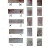 Figure 2 : Wound areas of the rats after 15 days of treatment with Acalypha Indica extract. L and R : Left and Right area of the rat’s body respectively.