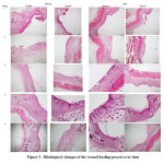 Figure 3 : Histological changes of the wound healing process over time