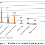 Figure 1: The bacteria isolated from the urine culture.