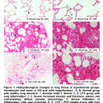 Figure 1: Histopathological changes in lung tissue of experimental groups. Hematoxylin and eosin (x 200 and x400 magnification).