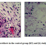 Figure 1: (a) Number of fibroblasts in the control group (K5) and (B) study group (P4). (H-E 400X)