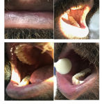 Figure 7: A marked improvement in the buccal mucosa and vermillion.