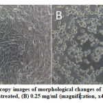 Figure 2: Light microscopy images of morphological changes of HeLa cells viability (A) untreated, (B) 0.25 mg/ml (magnification, x40).