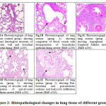 Figure 2: Histopathological changes in lung tissue of different groups