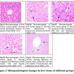 Figure 3: Histopathological changes in liver tissue of different groups