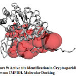 Figure 9: Active site identification in Cryptosporidium parvum IMPDH. Molecular Docking