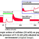 Figure 8: Inotropic action of caffeine (20 mM) on papillary muscle contraction in the presence of F-24 (60 μM) alkaloid in the incubation environment (original image).