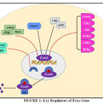 FIGURE 2: Key Regulators of Foxo Gene