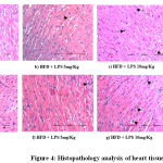 Figure 4: Histopathology analysis of heart tissue
