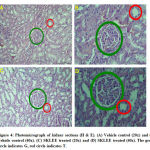 Figure 4: Photomicrograph of kidney sections (H & E).