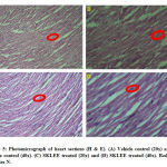 Figure 5: Photomicrograph of heart sections (H & E).