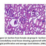 Figure 12: Section from female rat group D