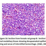 Figure 16: Section from female rat group B
