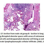 Figure 17: Section from male rat group B: