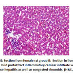 Figure 25: Section from female rat group B:
