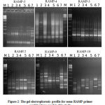 Figure 2: The gel electrophoresis profile for some RAMP primer combinations used in this study