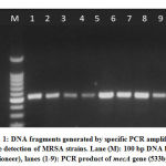 Figure 1: DNA fragments generated by specific PCR amplification for the detection of MRSA strains.