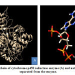 Figure 1: A chain of cytochrome p450 reductase enzyme (A) and native ligand (B) separated from the enzyme.