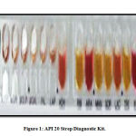 Figure 1: API 20 Strep Diagnostic Kit.