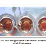 Picture 3A: Shows negative blood hemagglutination in the intestinal bacterium, shows when treated with 2.5% of mannos.