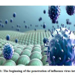 Figure 1: The beginning of the penetration of influenza virus into the cell17