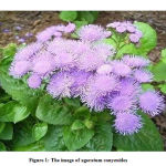 Figure 1: The image of ageratum conyzoides