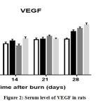 Figure 2: Serum level of VEGF in rats