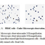 Figure 1:PBMC cell -Under Microscope observation