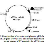 Figure 2: Construction of recombinant plasmid pET-3a + IL-29.