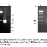 Figure 3:PCR and restriction digestion analysisM1 and M2