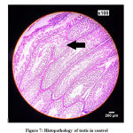 Figure 7: Histopathology of testis in control