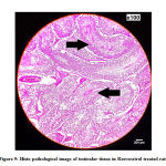 Figure 9: Histo pathological image of testicular tissue in Resveratrol treated rats