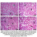 Figure 2: Kidney of rats group after 2 month I&II (a&b) is showing normal glomeruli (g) and normal renal tubules (tb).