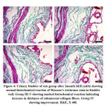 Figure 4: Urinary bladder of rats group after 2month I&II (a&b) showing normal histochemical reaction of Massons’s trichrome stain in bladder wall.