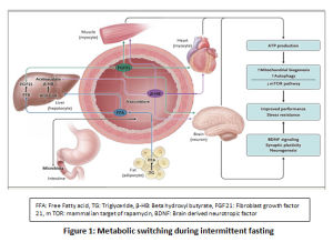 Figure 1: Metabolic switching during intermittent fasting
