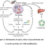 Figure 2: Mechanisms of sepsis, release of procalcitonin and C-reactive protein, on41 with modifications.