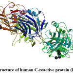 Figure 3: Structure of human C-reactive protein (PDB 1GNH)