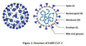 Figure 1: Structure of SARS-CoV-2