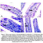 Figure 3: Microscopic pictures of histopathological examination