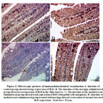 Figure 4: Microscopic pictures of immunohistochemical examination