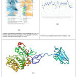 Figure 1: (a) Ramachandran plot of BRAF protein structure. (b) Verify3D score of BRAF protein. (c) BRAF(v600e) 3D protein structure.