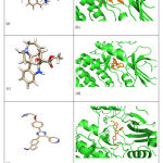 Figure 2: (a) 3D structure of aknadicin drug as (Drug1). (b) BRAF protein docked structure of protein with Drug1. (c ) 3D structure of 16beta-hydroxy-vendolinine-n-oxide drug as (Drug2) (d) BRAF protein docked structure of protein with Drug2. (e) 3D structure of (215) (Drug3) (f) BRAF protein docked structure of protein with Drug3.