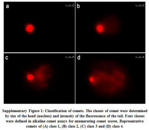Supplementary Figure 1: Classification of comets. The classes of comet were determined by size of the head (nucleus) and intensity of the fluorescence of the tail. Four classes were defined in alkaline comet assays for enumerating comet scores. Representative comets of (A) class 1, (B) class 2, (C) class 3 and (D) class 4.