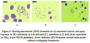 Figure 4: Showing micronuclei (MNi) formation in (A) untreated control, and upon exposure to (B) carbofuran at 0.46 mM and (C), malathion at 22 mM (doses equivalent to LD55, as per OECD guideline). Arrow indicates MNi formation around main nuclei without overlapping boundaries.