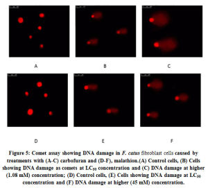 Figure 5: Comet assay showing DNA damage in F. catus fibroblast cells caused by treatments with (A-C) carbofuran and (D-F), malathion.(A) Control cells, (B) Cells showing DNA damage as comets at LC50 concentration and (C) DNA damage at higher (1.08 mM) concentration; (D) Control cells, (E) Cells showing DNA damage at LC50 concentration and (F) DNA damage at higher (45 mM) concentration.